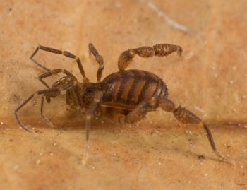Media type: image; Invertebrate Zoology 151595